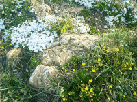Alpine Flowers, Snowy Range Road, Medicine Bow NF