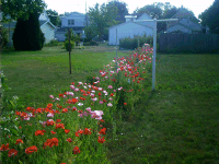 Orchard with Poppies, 1518 N 3rd, Sheboygan, WI