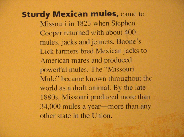 Sturdy Mexican Mules