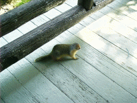 Ground Squirrel, Two Medicine Campground, Glacier Park
