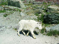 Mountain Goat, Logan Pass, Glacier Park